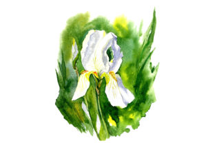 Abstract Watercolor, Sketch Drawing Iris Illustrations